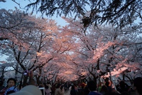 高田公園花見-2014-01.JPG