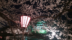 高田公園花見-2013-01.JPG