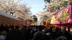 高田公園花見-2013-02.JPG